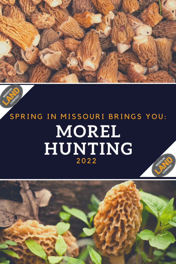 Spring in Missouri-Morel Hunting