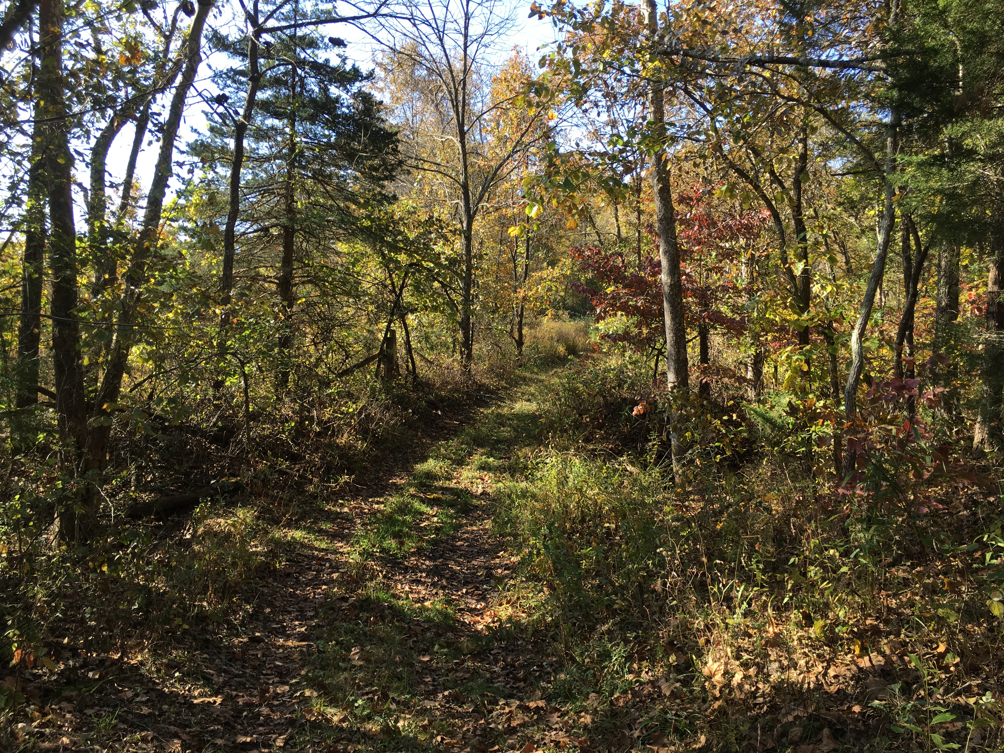 TBD Pitts Road, Cook Station, MO 65449 (Sold MyStateMLS Listing 10932408)