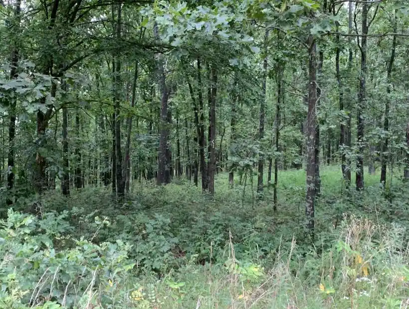 Bannister Hollow Rd,5205