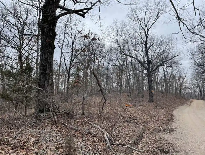 Lake of the Ozarks, Lake, Ozarks, Timber, Creek, Wooded, Land, Deer, Wildlife