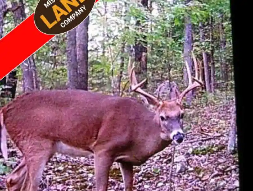 TBD Hwy 7, Warsaw, Missouri 65355, ,Hunting,Sold,Hwy 7 ,5400