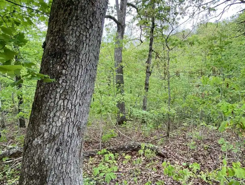 2 Rhapsody, Richland, Missouri 65556, ,Land,Inactive,Rhapsody,5432