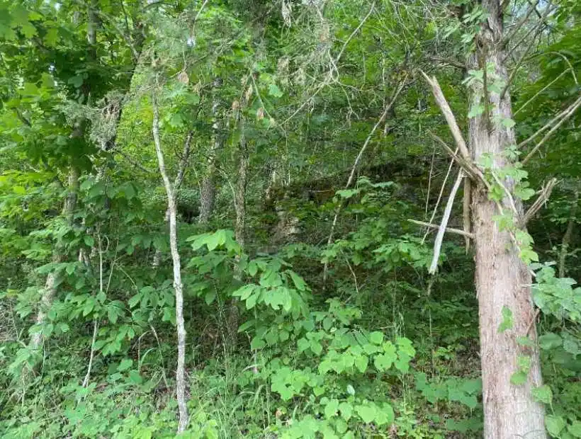 TBD County Road 7460, Newburg, Missouri 65550, ,Land,Inactive,County Road 7460,5473