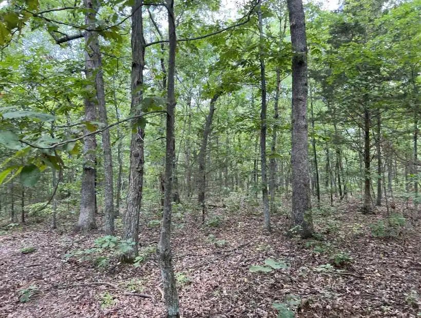 TBD Highway B, Lincoln, Missouri 65338, ,Hunting,Sold,Highway B ,5685