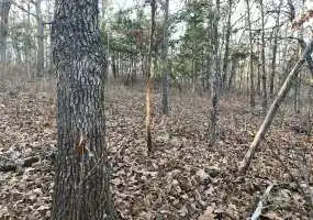 TBD Maries County Road 506, Dixon, Missouri 65459, ,Land,Sold,Maries County Road 506,5723 TBD Maries County Road 506, Dixon, Missouri 65459, ,Land,Sold,Maries County Road 506,5723