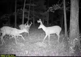 TBD Ehlers Rd, Stover, Missouri 65078, ,Recreational,Sold,Ehlers Rd ,5784 TBD Ehlers Rd, Stover, Missouri 65078, ,Recreational,Sold,Ehlers Rd ,5784