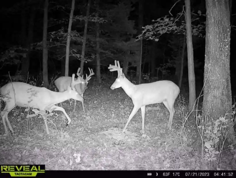 TBD Ehlers Rd, Stover, Missouri 65078, ,Recreational,Sold,Ehlers Rd ,5784