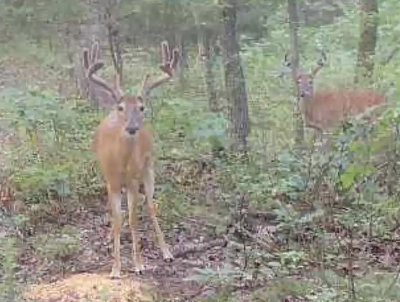 TBD Ehlers Rd, Stover, Missouri 65078, ,Land,Sold,Ehlers Rd ,5785