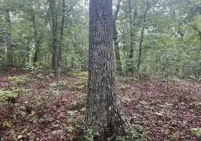 TBD Nathans Lane, Gravois Mills, Missouri 65037, ,Land,Sold,Nathans Lane,5804