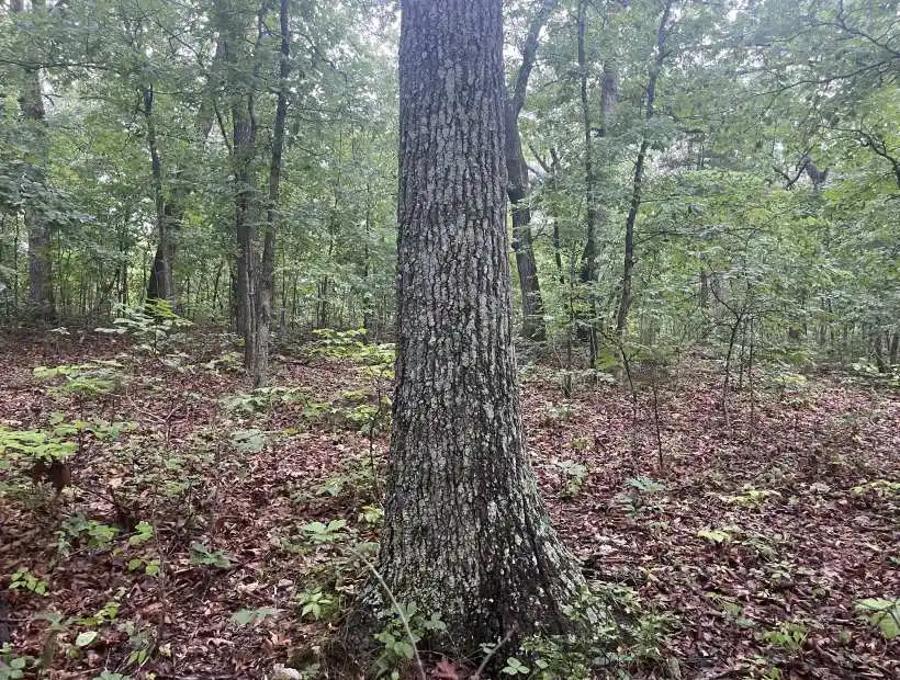 TBD Nathans Lane, Gravois Mills, Missouri 65037, ,Land,Sold,Nathans Lane,5804