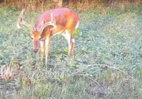 Tbd McEntyre Ave, Windsor, Missouri 65360, ,Land,Sold,McEntyre Ave ,5897 Tbd McEntyre Ave, Windsor, Missouri 65360, ,Land,Sold,McEntyre Ave ,5897