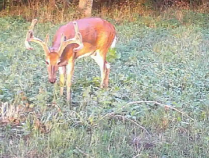 Tbd McEntyre Ave, Windsor, Missouri 65360, ,Land,Sold,McEntyre Ave ,5897