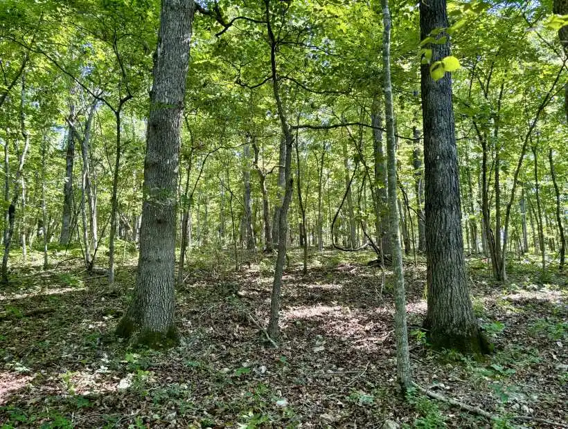 TBD Farm Road 2300, Seligman, Missouri 65745, ,Hunting,Inactive,Farm Road 2300,5985