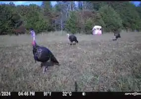 17785 Bunker Road, Crocker, Missouri 65452, ,Recreational,Inactive,Bunker Road,6042 17785 Bunker Road, Crocker, Missouri 65452, ,Recreational,Inactive,Bunker Road,6042