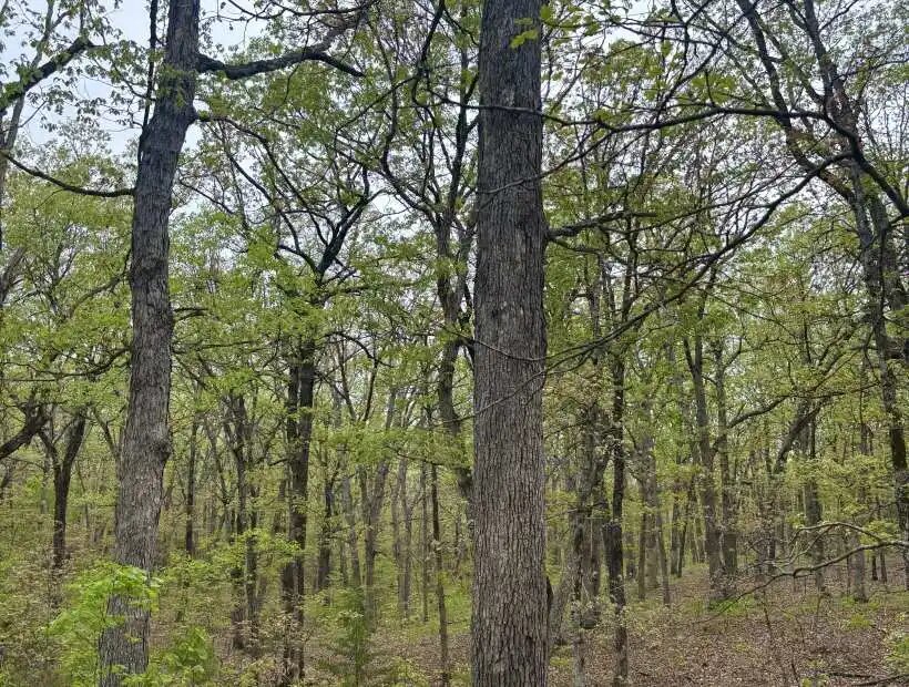 TBD SE 374 Private Rd., Osceola, Missouri 64776, ,Land,Inactive,SE 374 Private Rd.,6064