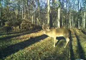 TBD Highway AB, Lincoln, Missouri 65338, 0 , 0 ,0,Hunting,Sold,Highway AB ,0,6085