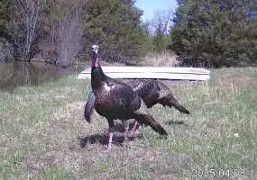 23607 Village Drive, Richland, Missouri 65556, 3 Bedrooms Bedrooms, 0 ,2 BathroomsBathrooms,House with Acreage,Active,Village Drive,0,6105 23607 Village Drive, Richland, Missouri 65556, 3 Bedrooms Bedrooms, 0 ,2 BathroomsBathrooms,House with Acreage,Active,Village Drive,0,6105