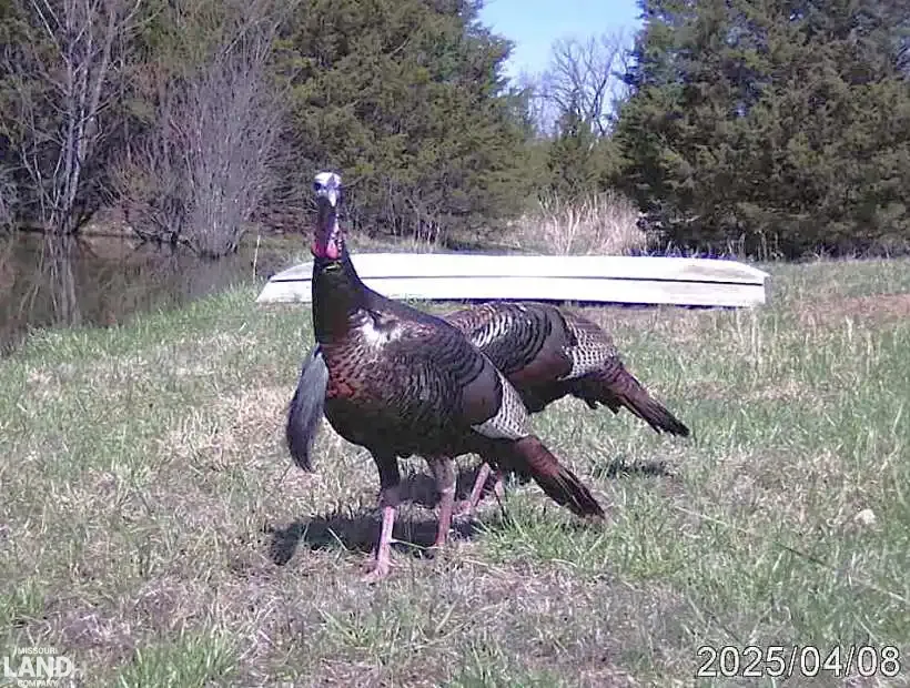 23607 Village Drive, Richland, Missouri 65556, 3 Bedrooms Bedrooms, 0 ,2 BathroomsBathrooms,House with Acreage,Active,Village Drive,0,6105