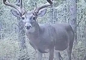 TBD Indian Creek Rd, Edwards, Missouri 65326, 0 , 0 ,0,Land,Active,Indian Creek Rd,0,6257